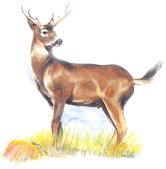 Keeping Large Wildlife From Invading Your Homestead Image